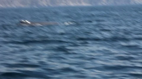 Whales6 1 Stock Footage 7753776