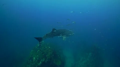 Whaleshark and Pinnacle Stock Footage 158465476