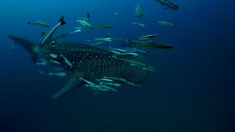 Whaleshark in the blue Stock Footage 158465535