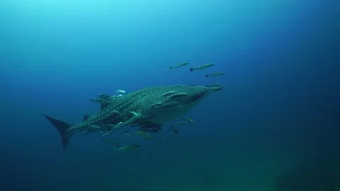 Whaleshark close Stock Footage 158465546