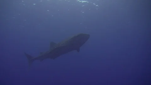 Whaleshark Stock Footage 129131284