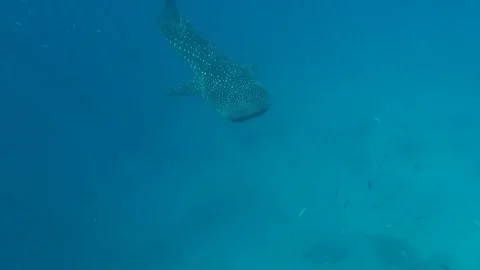 Whaleshark Stock Footage 129931302