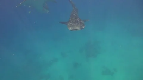 Whaleshark Stock Footage 129985647