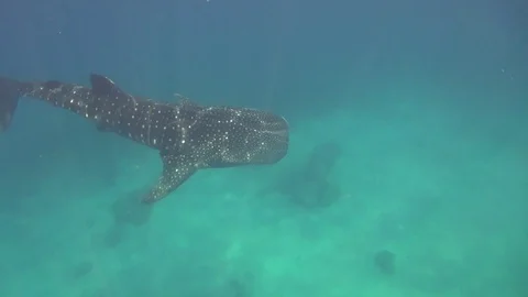 Whaleshark Stock Footage 129985892