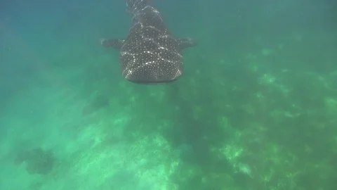 Whaleshark Stock Footage 129986724