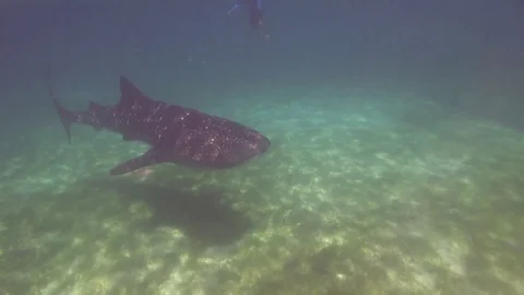 Whaleshark Stock Footage 129986754