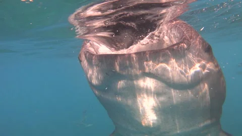 Whaleshark Stock Footage 263096473