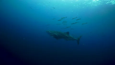 Whaleshark in the ocean Stock Footage 158465520