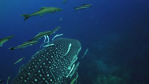 Whaleshark over the reef Stock Footage 158466396