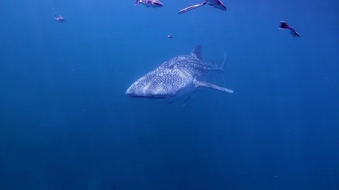 Whaleshark passing below Video stock 95069213