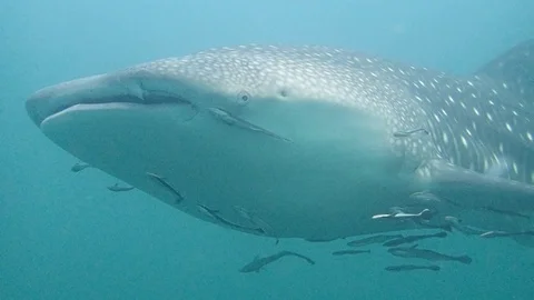 Whaleshark passing close by Video stock 127948683