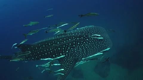 Whaleshark passing by Stock Footage 158466368