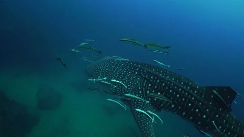 Whaleshark passing Stock Footage 158466411