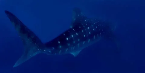Whaleshark Stock Photos