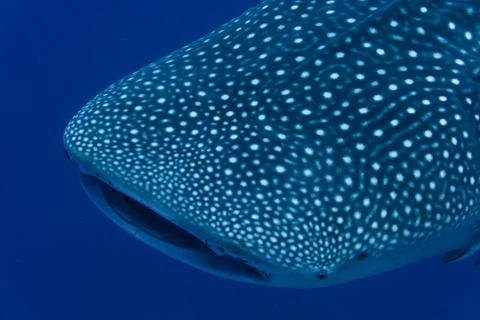Whaleshark Photos