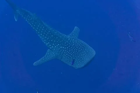 Whaleshark Photos