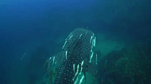 Whaleshark on a reef with diver Stock Footage 158466395