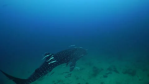 Whaleshark on the reef Stock Footage 158466391