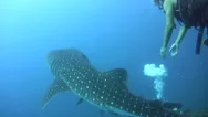 Whaleshark (Rhincodon Typus) With Divers Stock Footage