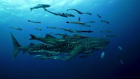 Whaleshark from the side Stock Footage 158361184