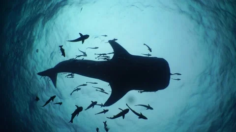 Whaleshark Silhouette Stock Footage 158361199