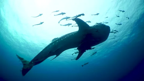 Whaleshark swims up Stock Footage 158466103