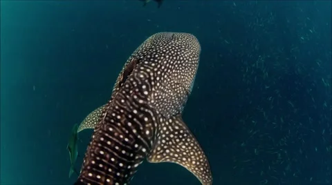 Whaleshark from the top Stock Footage 58301231