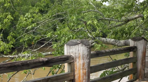 Wharf and trees Stock Footage 25843267