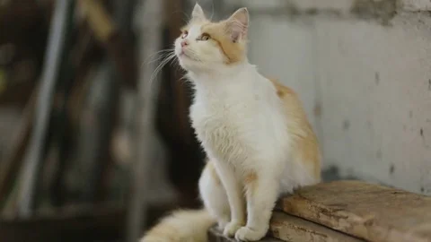 Whasing up cat Stock Footage 71656635