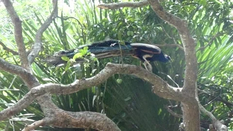 What a beautiful peacock going from here to there in the trees at ross island Video stock 194895539