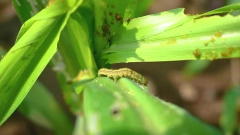 What causes the maize leaves being damaged,Corn leaf damaged by fall armywo.. Stock Footage 287542764