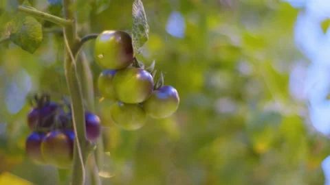 This is what cherry tomatoes look like when they have just grown, but have not Stock Footage 257461285