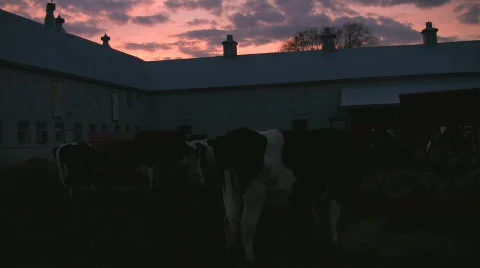 What cows do at night Stock Footage 420046