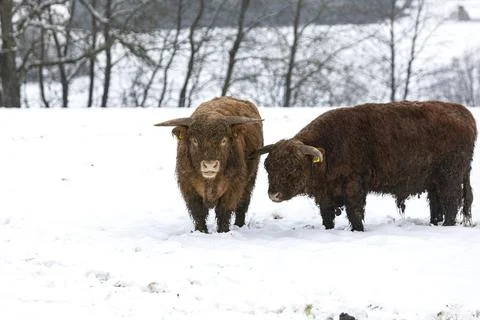 What to do with so much snow in the pasture Stock Photos