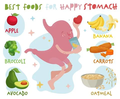 What to eat to make your stomach healthy. Editable vector illustration Stock Illustration