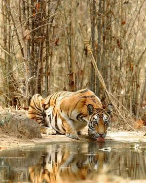 What a ferocious tiger Stock Photos