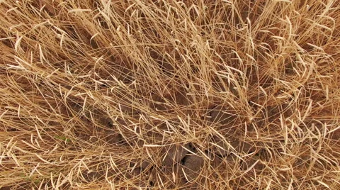 What field vertical shot Stock Footage 57097156