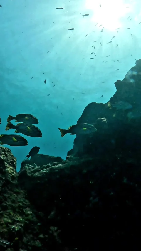 What Fish Are These? Oriental Sweetlips Explained Stock Footage 337880975