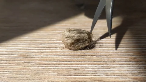 What is inside the egg from the spider. Butchering a spider's egg. Stock Footage 129384242
