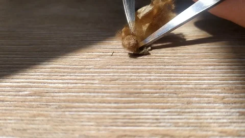 What is inside the egg from the spider. Butchering a spider's egg. Stock Footage 129384252