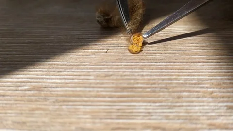 What is inside the egg from the spider. Butchering a spider's egg. Stock Footage 129384256