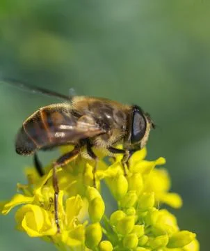 What is it? botfly or wild bee? (macro) Stock Photos
