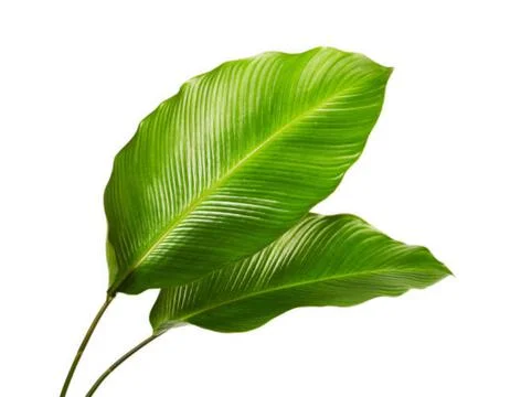 What leaf is this Foto stock