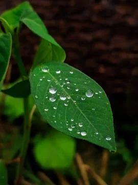 What leaf is this Stock Photos