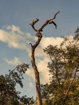 What is left of a dead alder tree, illuminated by the light of the sunset, in Stock Photos
