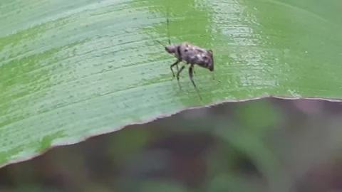 What is the name of this insect Stock Footage 171890569