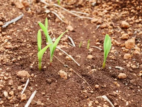 What seed is this Stock Photos