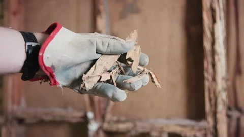 This is what a timber wall can be reduced to after a termite attack. White ants. Vidéo 333295493
