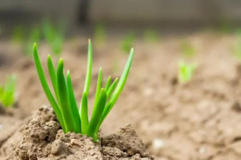What type of onion is this? Stock Photos