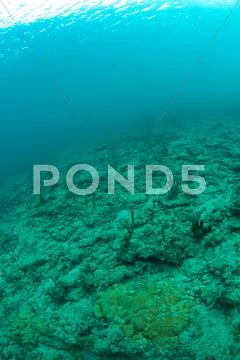 What underwater landscape looks like. Stock Photos